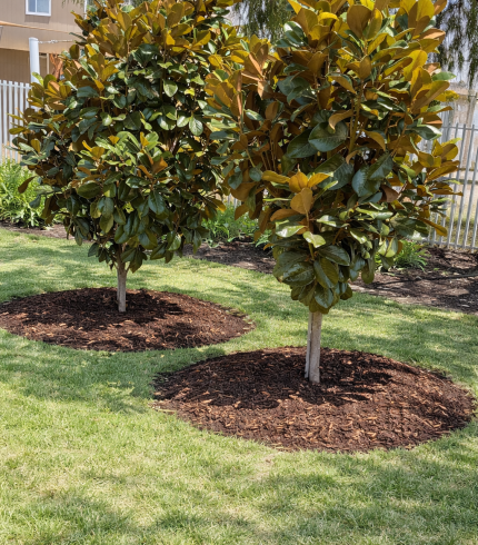 Magnolia grandiflora Sweet & Neat